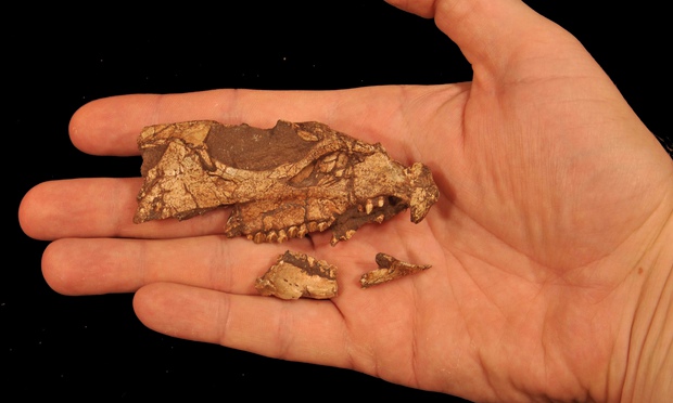 yeni dinozor fosili bulundu