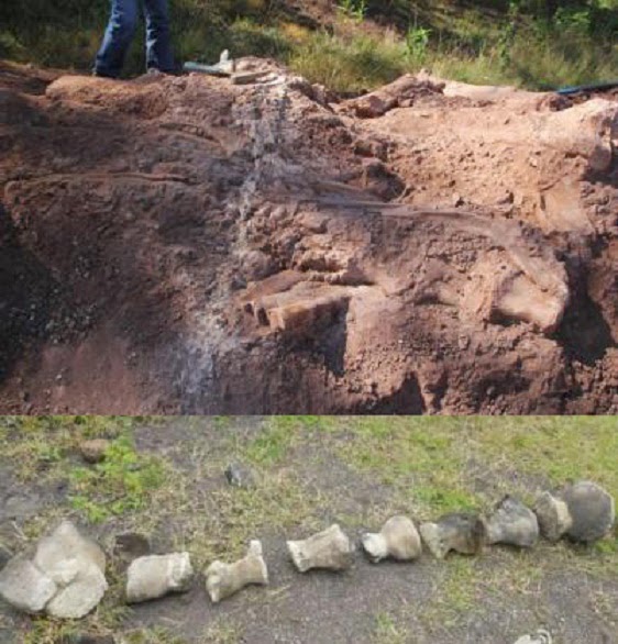 çin'de sauropod bulundu