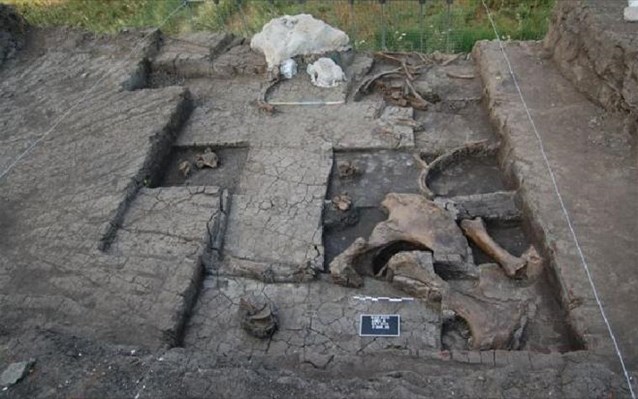300,000 YIl Önce Öldürülmüş Fil İskeleti Bulundu