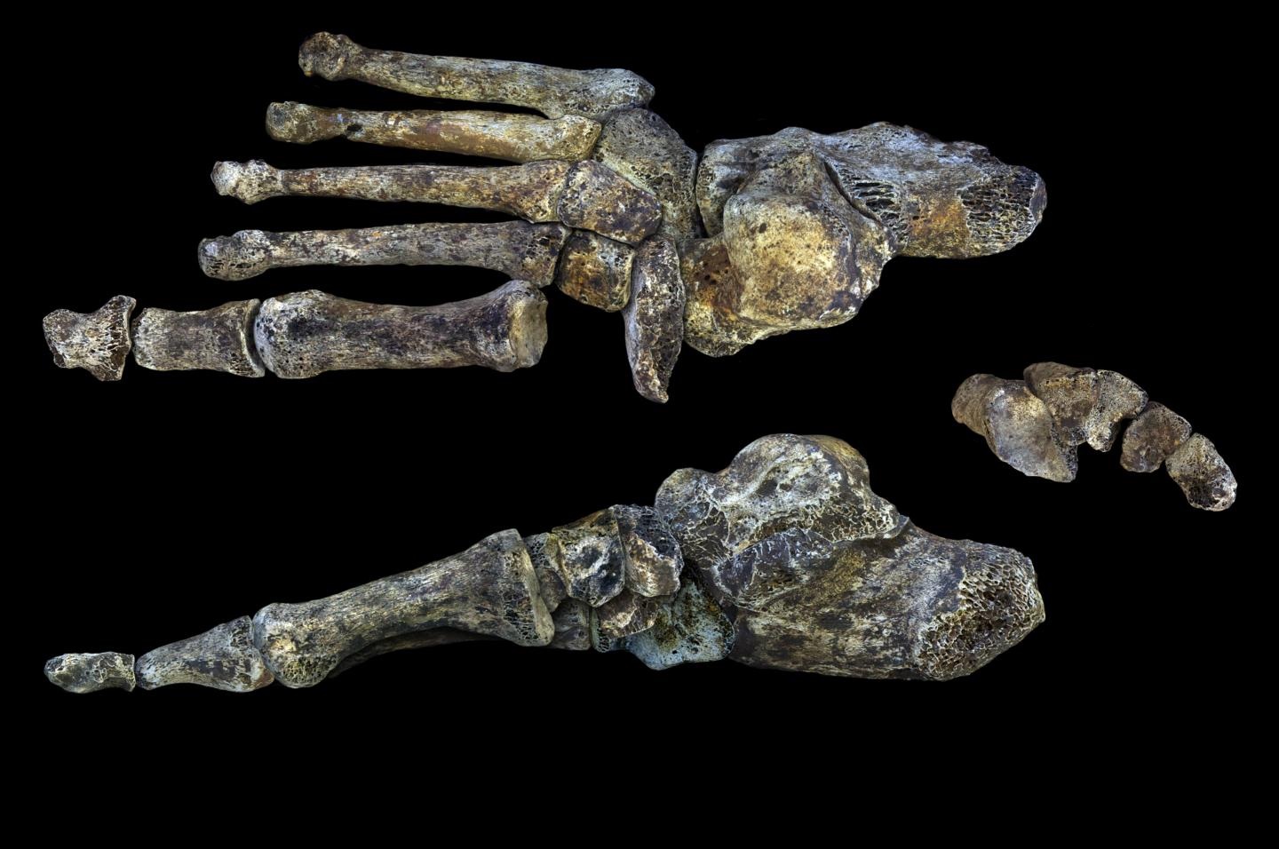 Homo Naledi'nin Ayakları Bizim Gibi Yürümediğini Gösteriyor