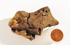 ilk defa dinozor beyni bulundu